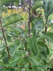 Pyrus calleryana