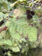 Alnus incana