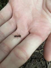 Camponotus chromaiodes