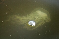 Chrysaora chesapeakei