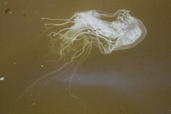 Chrysaora chesapeakei