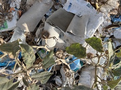 Datura