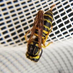 Vespula squamosa