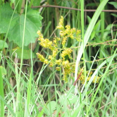 Solidago tortifolia