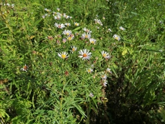 Symphyotrichum × versicolor