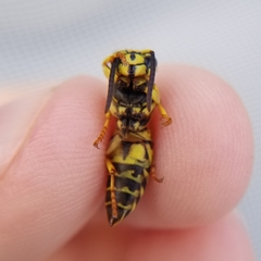 Vespula squamosa