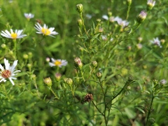Symphyotrichum × versicolor