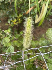 Setaria