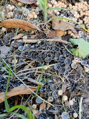 Cyathus stercoreus