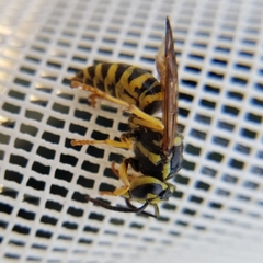 Vespula squamosa