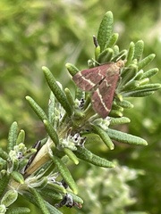 Pyrausta volupialis