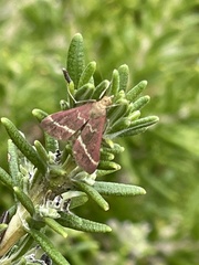 Pyrausta volupialis