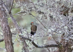 Chalcostigma herrani