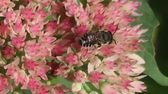 Megachile rotundata