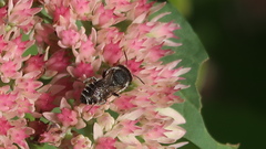 Megachile rotundata