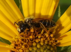 Andrena accepta