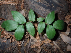 Prosartes hookeri