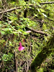 Fuchsia