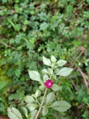 Fuchsia