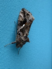 Chrysodeixis