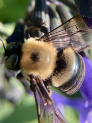 Xylocopa virginica virginica
