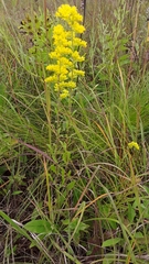 Solidago nemoralis