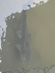 Ictalurus punctatus