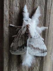 Tolype velleda