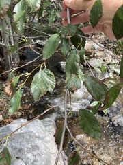 Alnus oblongifolia