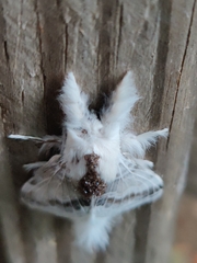 Tolype velleda