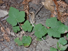 Tiarella trifoliata
