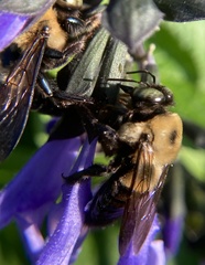 Xylocopa virginica virginica