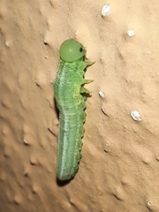 Tenthredopsis