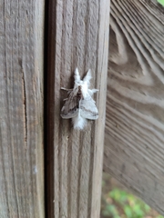 Tolype velleda