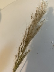 Bothriochloa laguroides