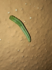 Tenthredopsis