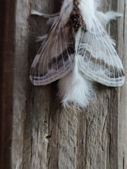 Tolype velleda