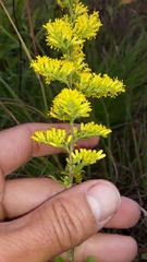Solidago nemoralis