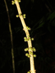 Henriettea cuneata