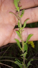 Solidago nemoralis