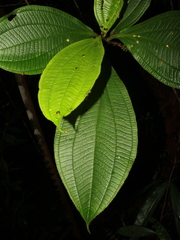 Henriettea cuneata