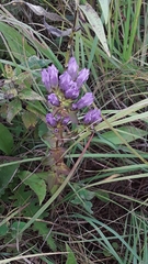 Gentianella quinquefolia