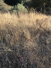 Eriogonum nudum