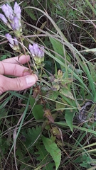 Gentianella quinquefolia