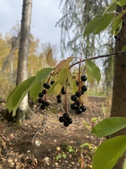 Prunus padus