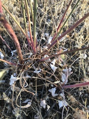Eriogonum nudum