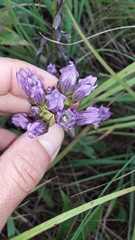 Gentianella quinquefolia