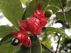 Ochna