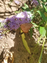 Nymphalidae