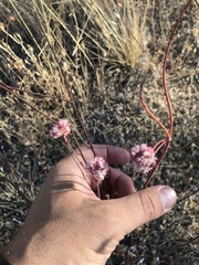 Eriogonum nudum